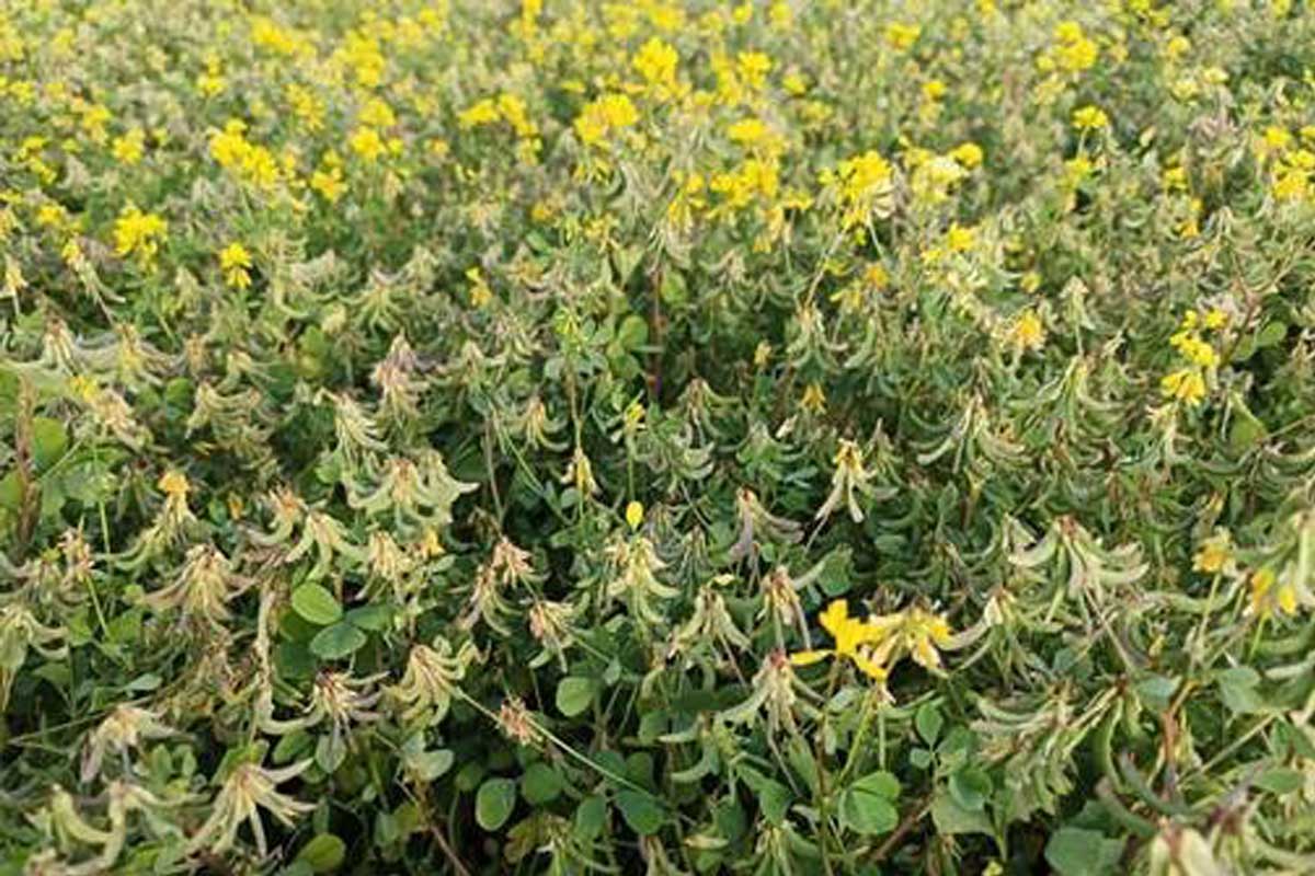 Nagauri Paan Methi crop visual